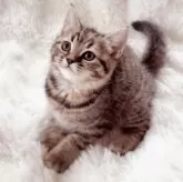 スコティッシュフォールド(立ち耳)【北海道・女の子・2025年6月23日・ブラウンタビー】の写真10