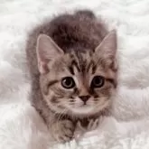 スコティッシュフォールド(立ち耳)【北海道・女の子・2025年6月23日・ブラウンタビー】の写真12