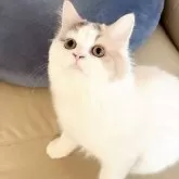 スコティッシュフォールド(立ち耳)【北海道・女の子・2025年5月21日・ダイリュートキャリコ】の写真6