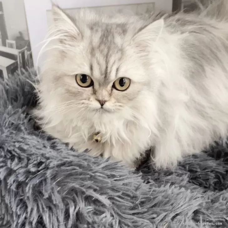 ID:2402-02369の子猫