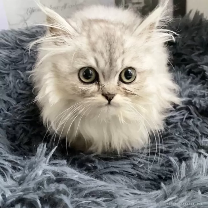 ID：2402-02375の子猫