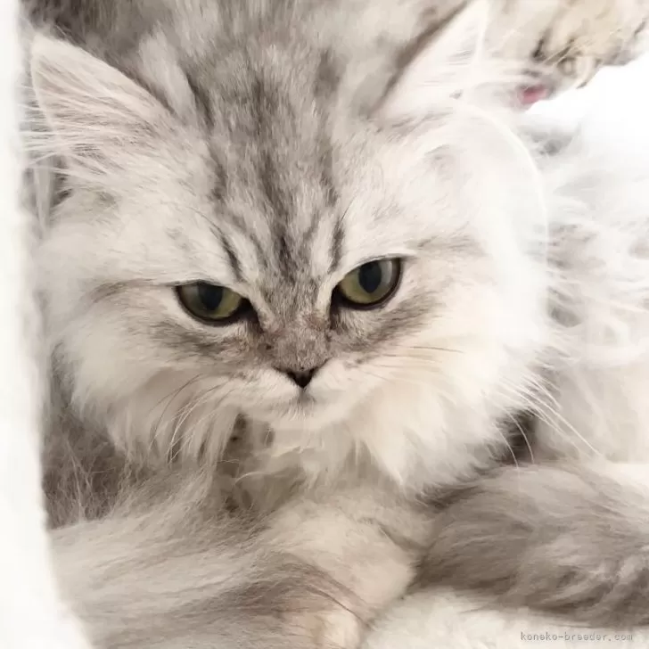 ID：2402-02377の子猫