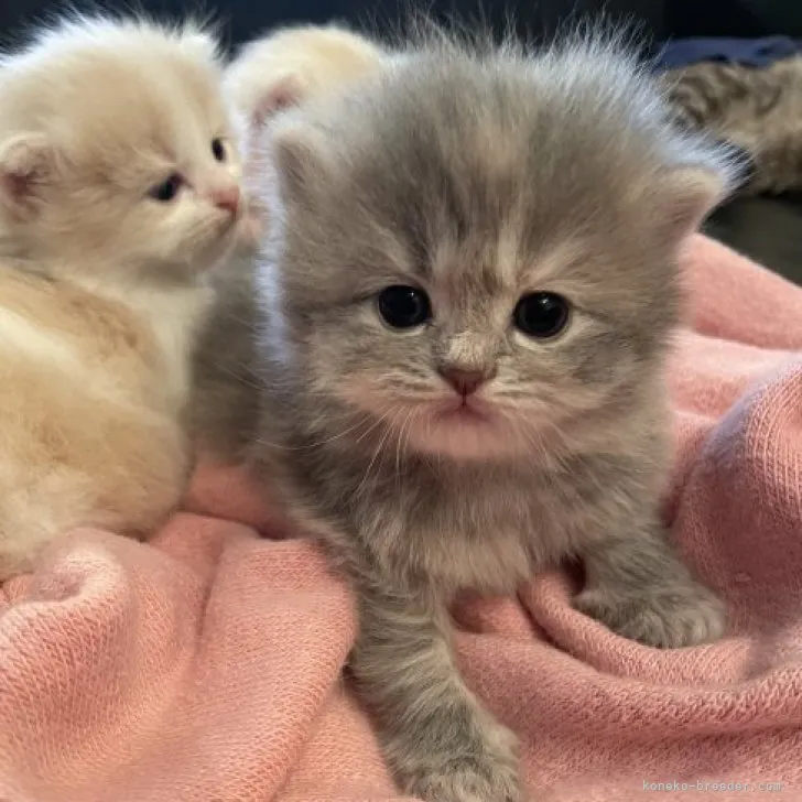 じ-おん 様のお迎えした子猫