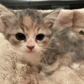 マンチカン(短足)【兵庫県・女の子・2023年7月28日・ブルーパッチドタビー&ホワイト】の写真1「大きなお目目と丸い顔が特徴です♪」