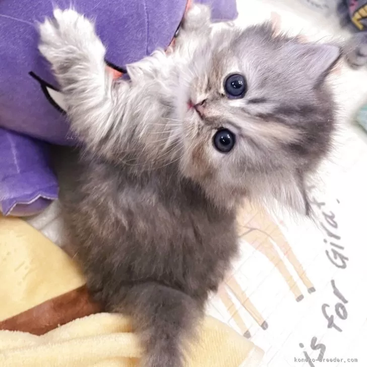 マンチカン(長足)【兵庫県・女の子・2025年9月25日・シルバーパッチドタビー】の写真1「ご飯もモリモリ食べて成長中⭐︎」