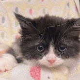 マンチカン(短足)