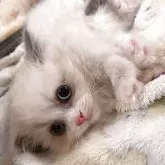 マンチカン(短足)