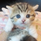 マンチカン(短足)
