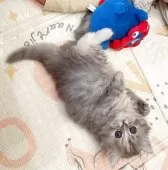 マンチカン(長足)【兵庫県・女の子・2025年9月25日・シルバーパッチドタビー】の写真2「もふもふ長毛ちゃんです！」