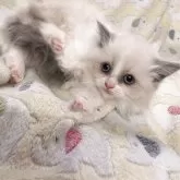 マンチカン(短足)【兵庫県・女の子・2025年10月3日・ブルーポイントバイカラー】の写真2「うっすら色付いてます」