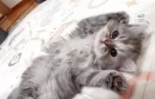 マンチカン(長足)【兵庫県・女の子・2025年9月25日・シルバーパッチドタビー】の写真7「よくヘソ天してます笑」