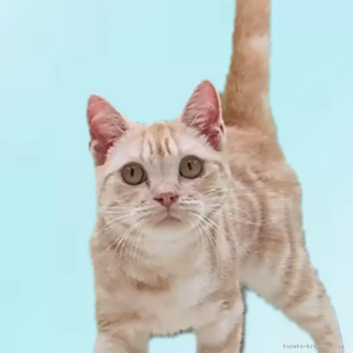 ID：2408-00869の子猫
