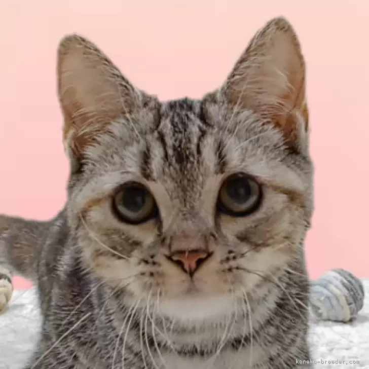 ID：2408-01011の子猫