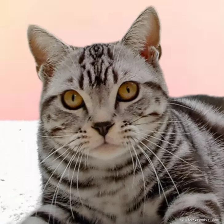 ID:2311-01246の子猫