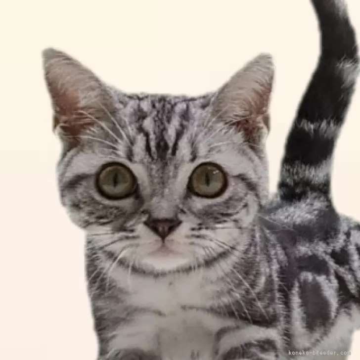 ID：2409-02904の子猫