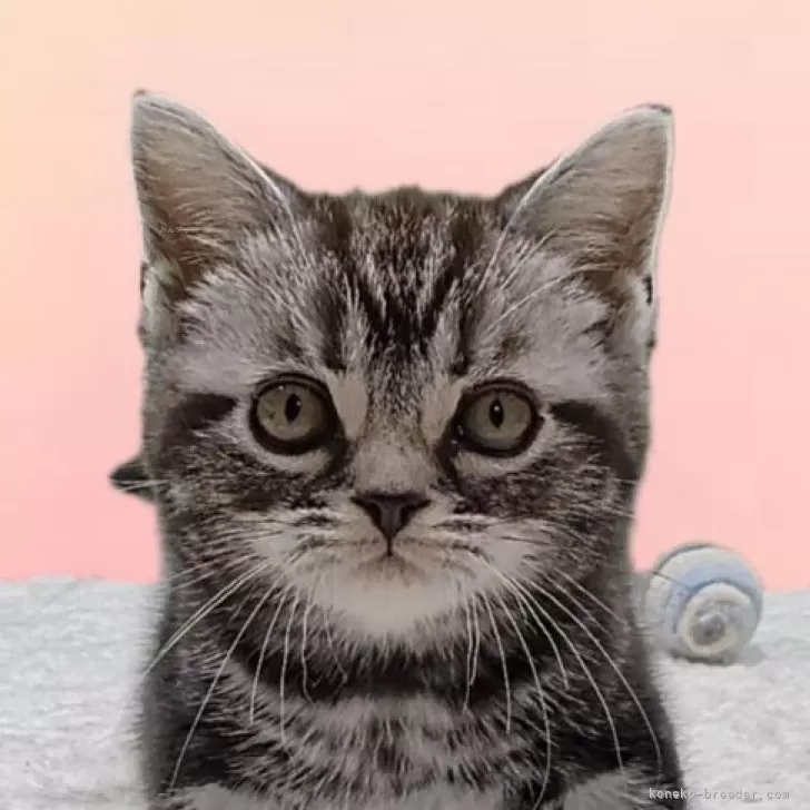 ID:2405-00545の子猫