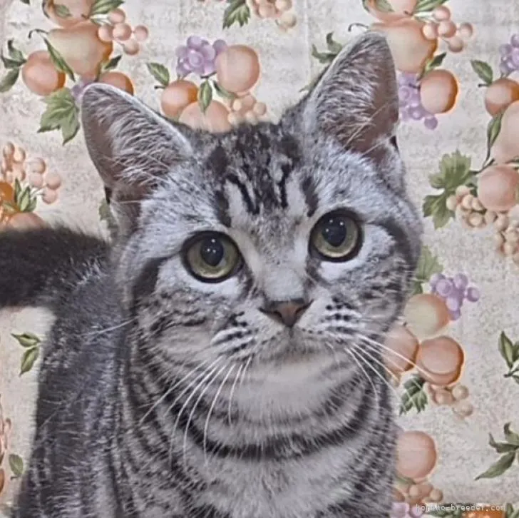 ID：2301-02275の子猫