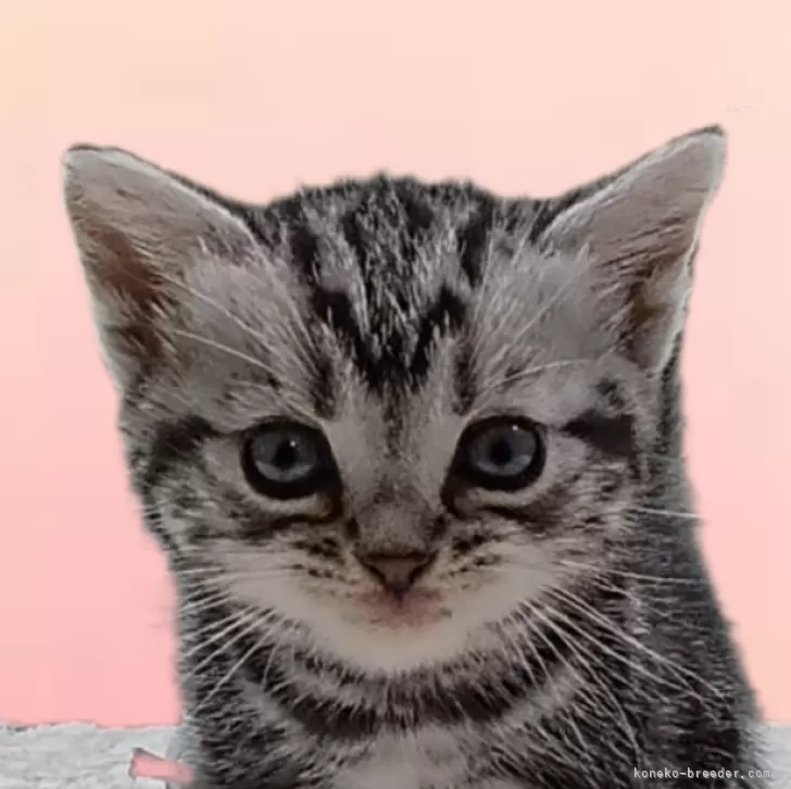 ID：2404-00596の子猫