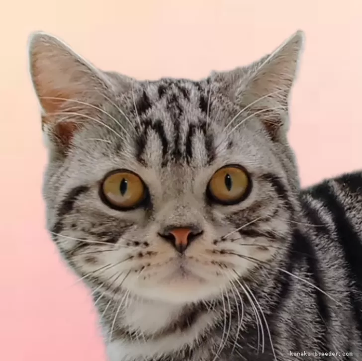 ID：2311-01799の子猫