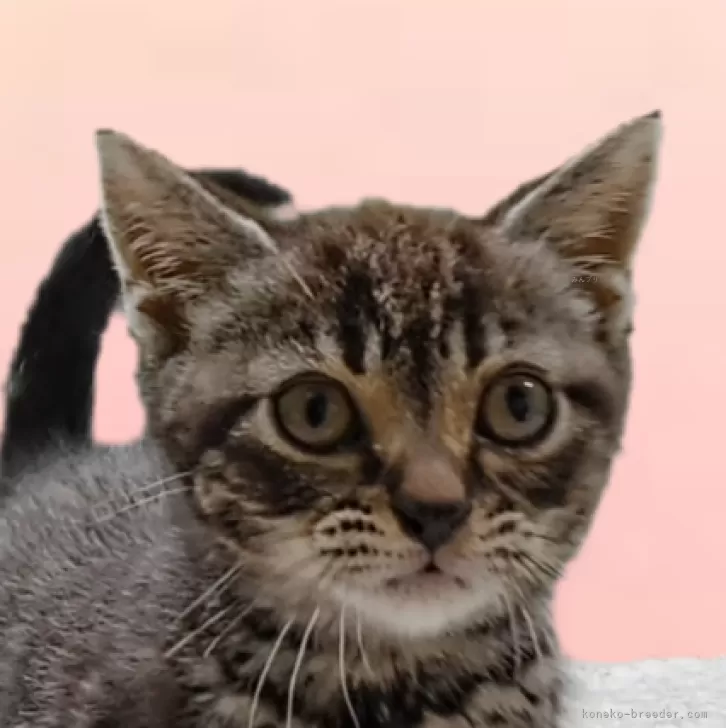 ID：2406-03196の子猫