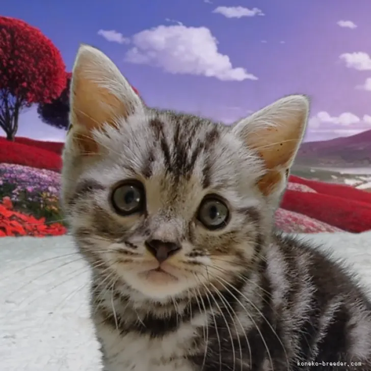 ID：2308-02885の子猫