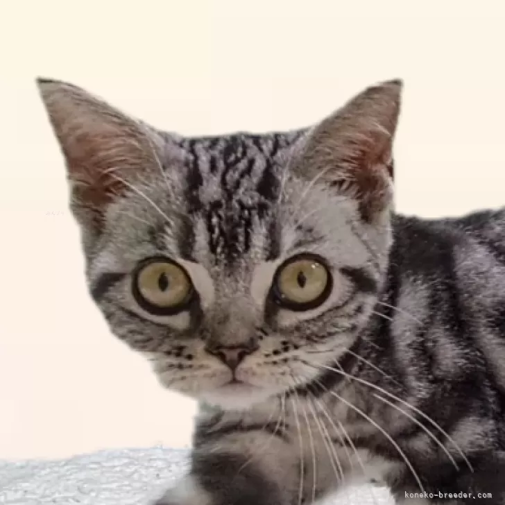 ID：2410-00033の子猫