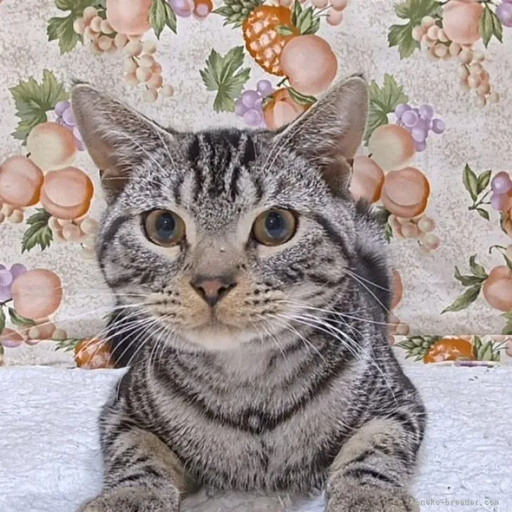 ID:2211-00263の子猫