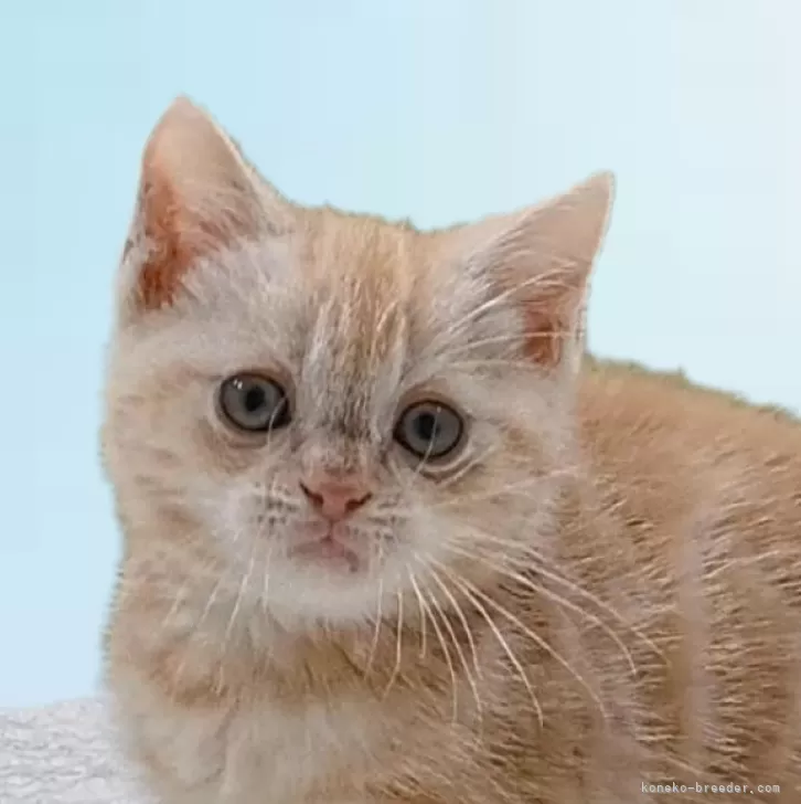 ID：2404-01340の子猫