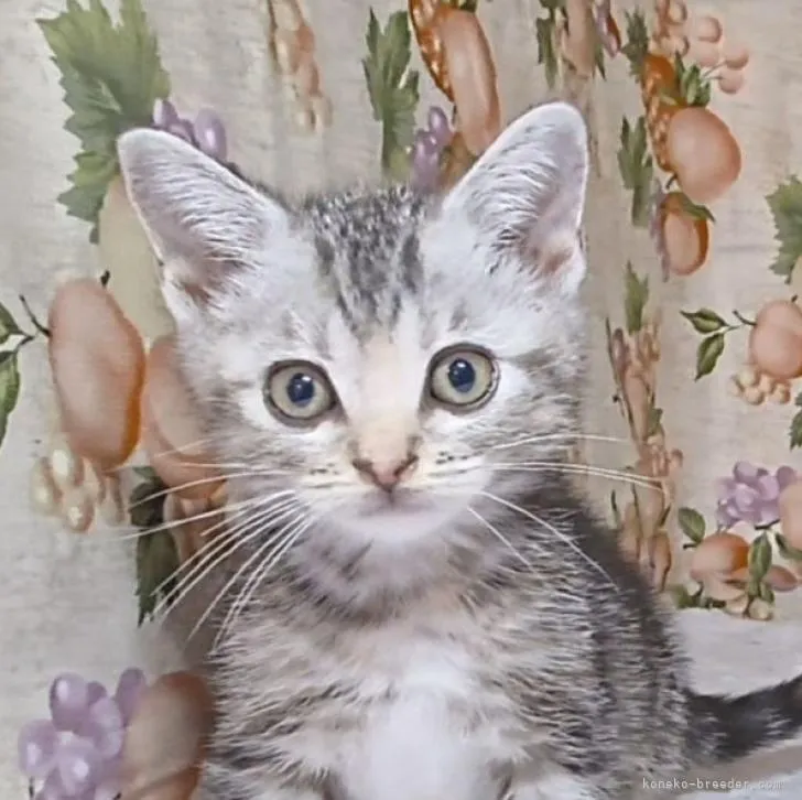 ID:2211-01976の子猫