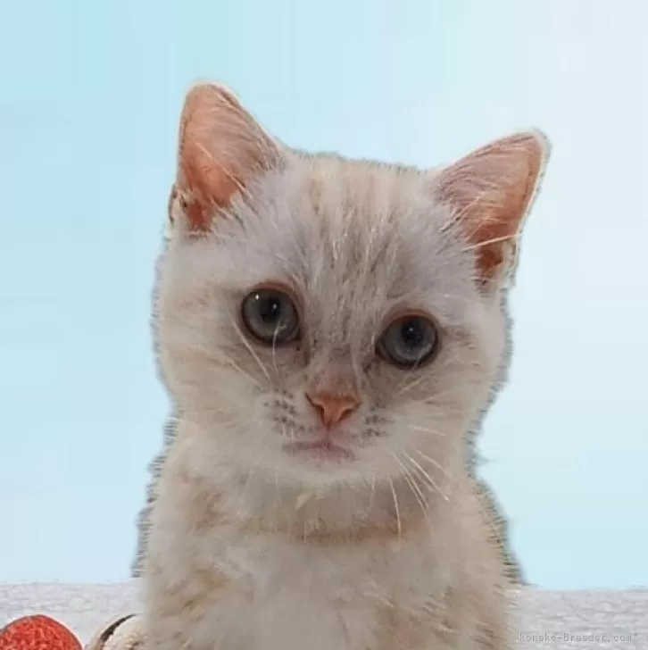 ID:2406-00911の子猫