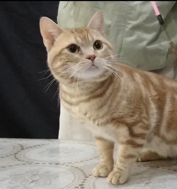 アメリカンショートヘア【・男の子・2020年6月1日・レッドタビー】