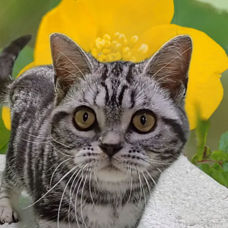 ID：2305-00927の子猫
