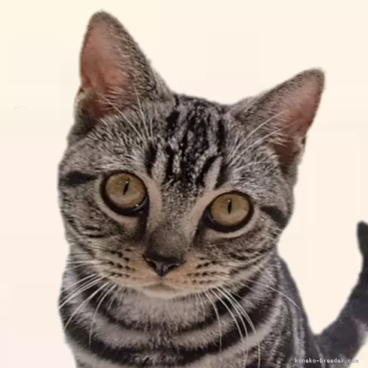 ID：2407-00950の子猫