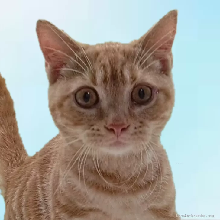 ID:2409-02118の子猫