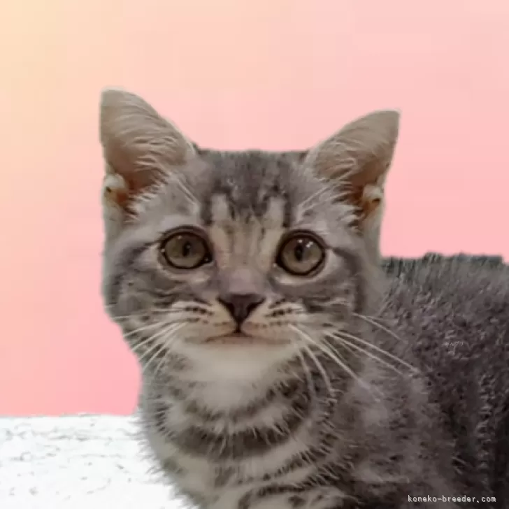 ID：2406-00072の子猫