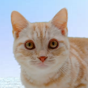 アメリカンショートヘア【栃木県・男の子・2023年9月5日・クリームタビー】の写真「ニャ～ニャ～　遊ぼ～ぅ💕　　😻じゃらし～ぃ」