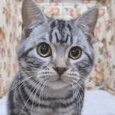 アメリカンショートヘア【栃木県・男の子・2022年9月2日・シルバータビー】の写真1