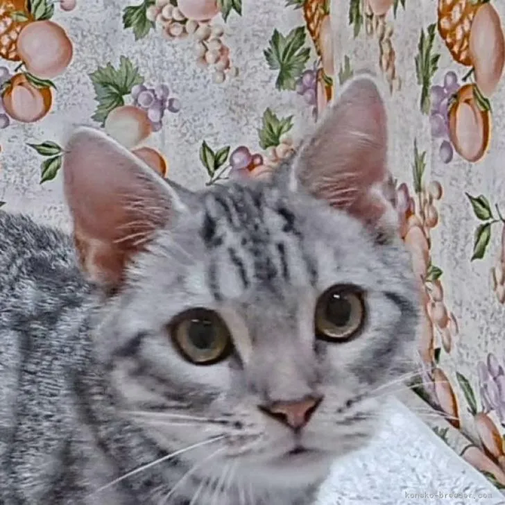 ID:2209-01153の子猫