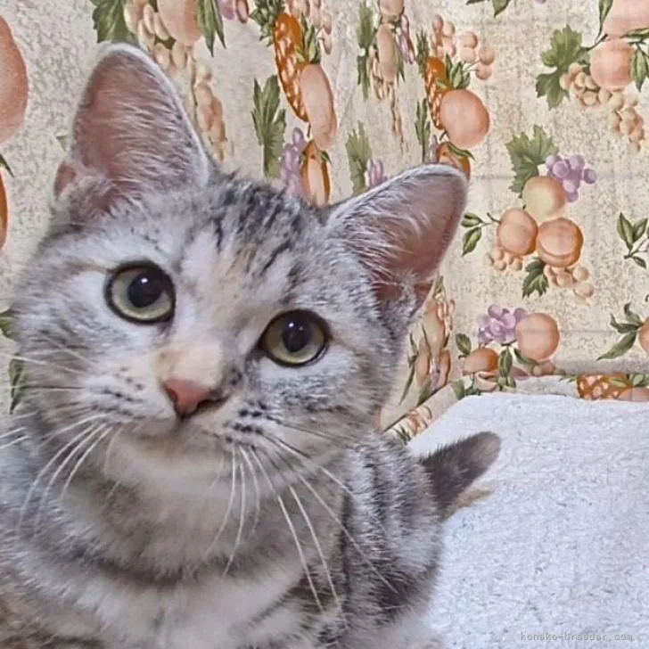 ID：2210-00028の子猫