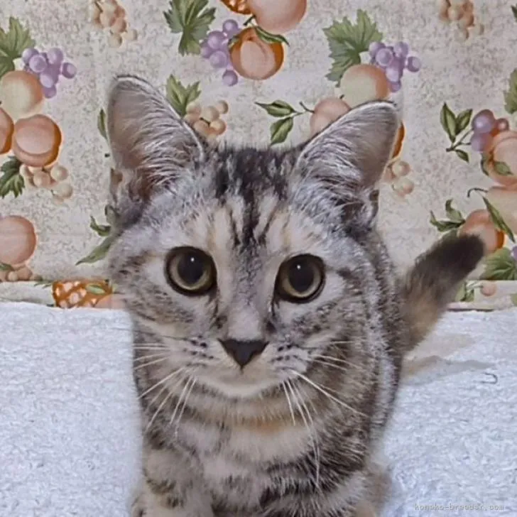 ID：2210-00677の子猫