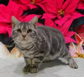 アメリカンショートヘア【栃木県・男の子・2023年5月31日・ブルータビー】の写真3