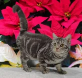 アメリカンショートヘア【栃木県・男の子・2023年5月31日・ブルータビー】の写真4