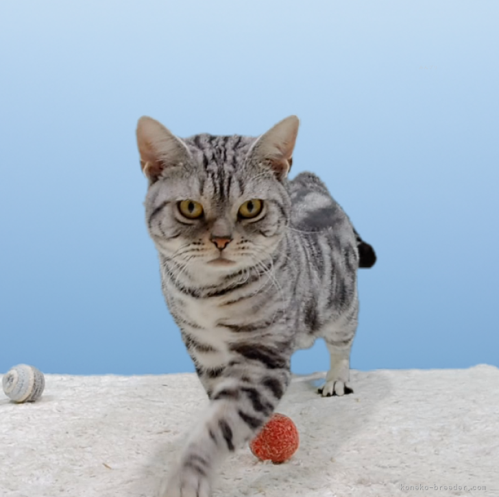 アメリカンショートヘア【栃木県・男の子・2024年8月8日・シルバー