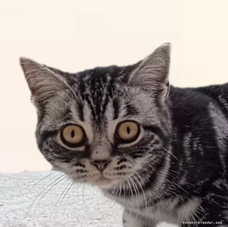 ID：2501-01024の子猫