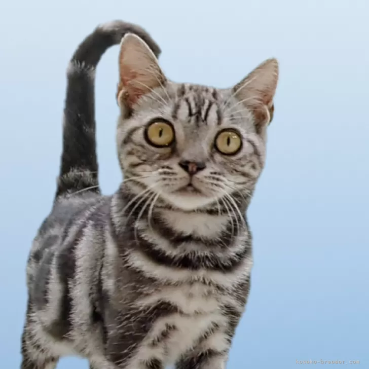 ID：2509-00648の子猫