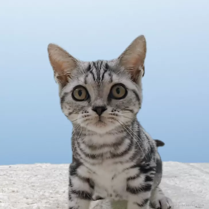 アメリカンショートヘア【栃木県・女の子・2025年6月10日・シルバータビー】の写真1