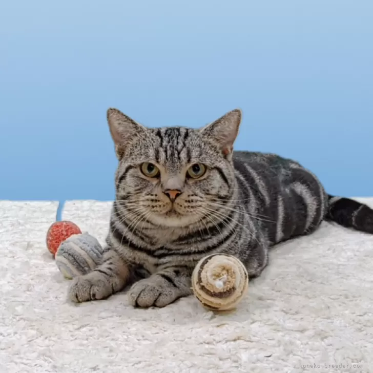 ID：2510-00400の子猫