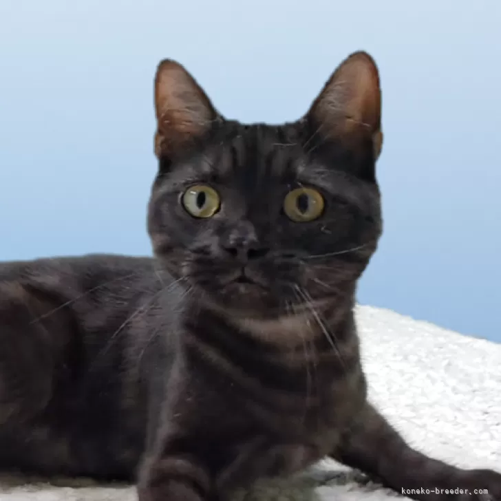 アメリカンショートヘア【栃木県・男の子・2025年3月10日・ブラックスモーク】の写真1