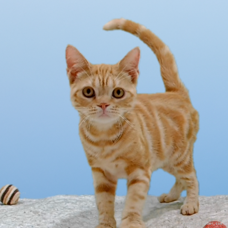 ブリーダー画像