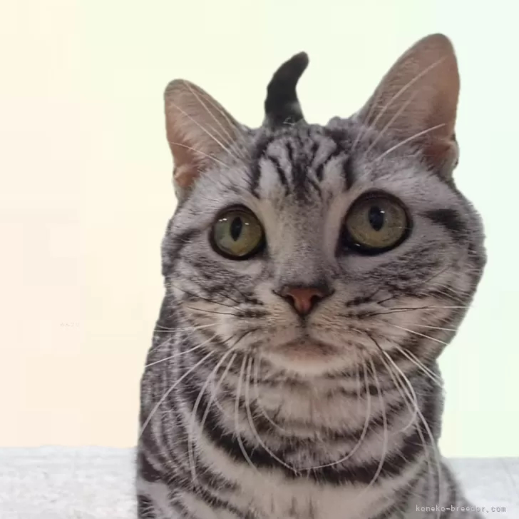 ID:2501-00837の子猫